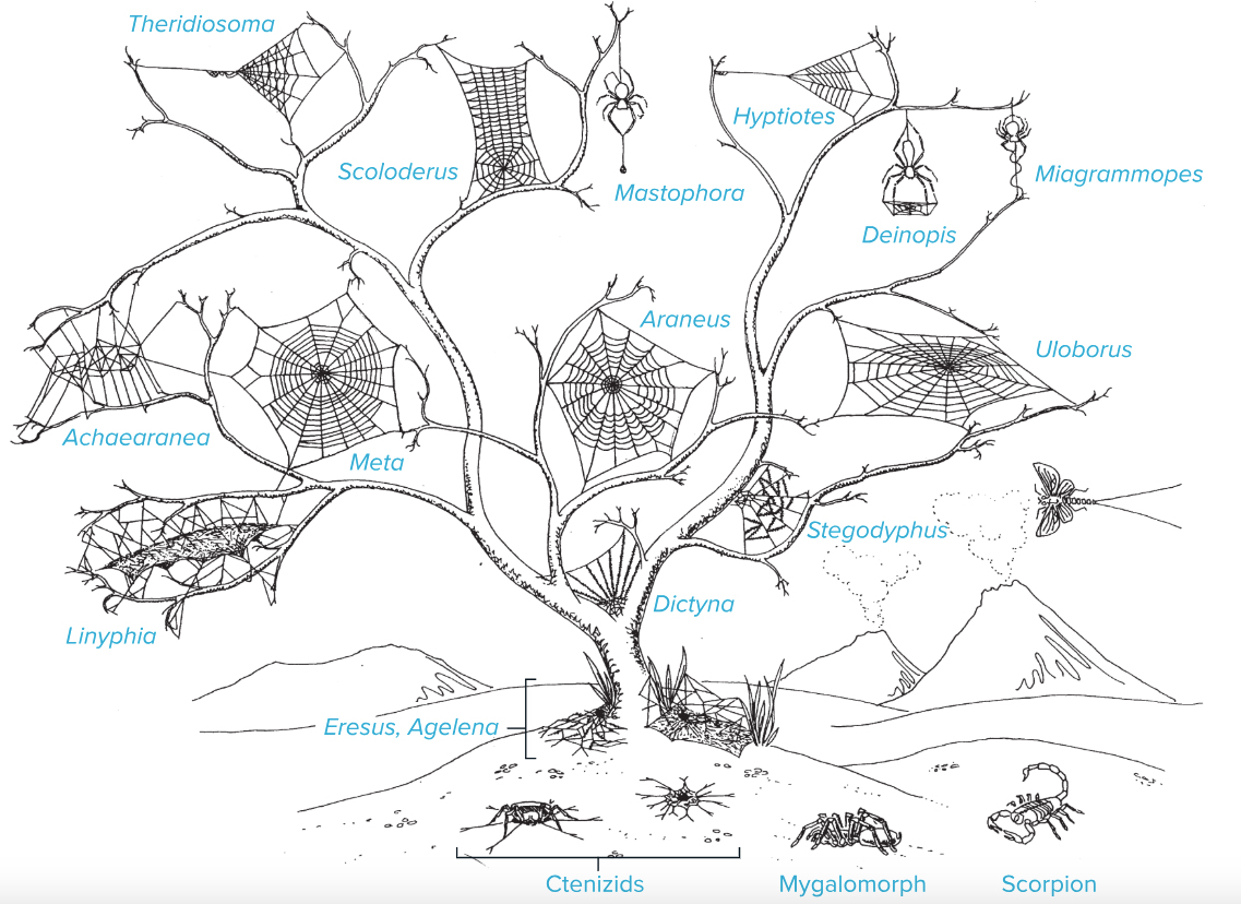 Sticky Science: Evolution of Spiderwebs