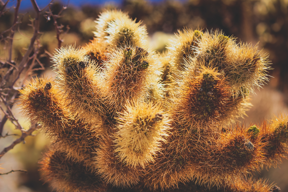 This Is Why Some Cactus Spines Are So Hard — and Painful — to Remove