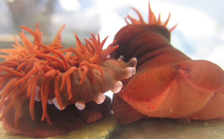 SNAPSHOT: Enemy Anemones Square Off For Science