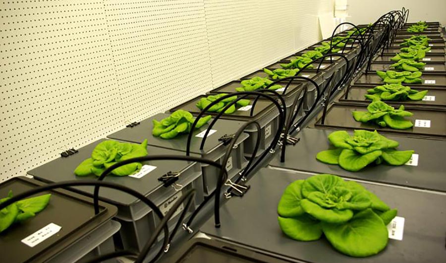 In a Series of Experiments, Scientists Are Learning How to Farm on Mars