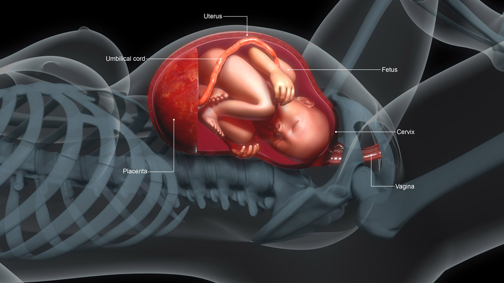 Researchers Find New Insights Into Role of Little-Understood Placenta