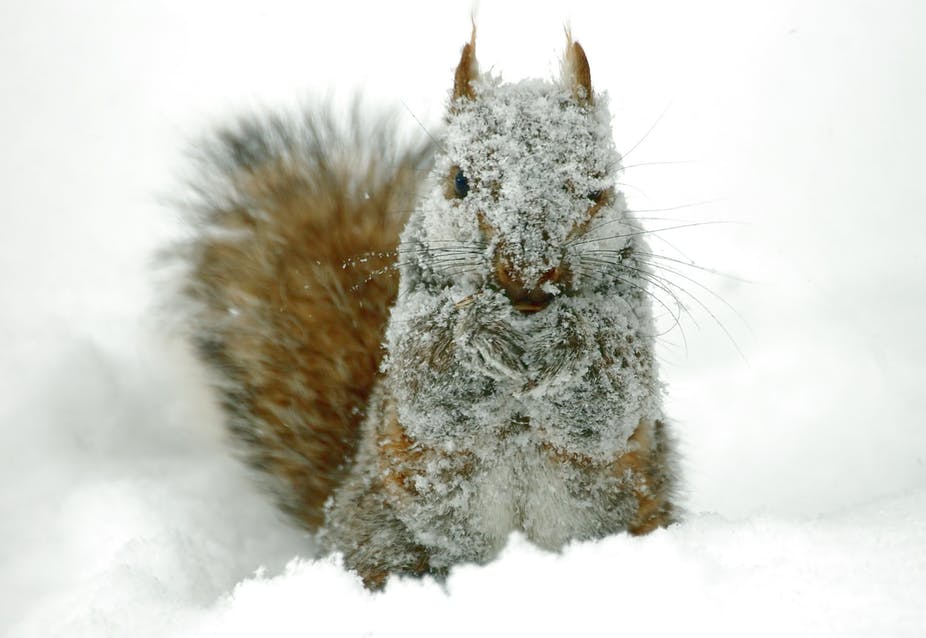 How Does Wildlife Survive Winter's Freezing Temperatures?