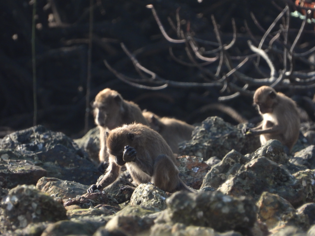 Hungry Monkeys Could Be Making Stone Tools