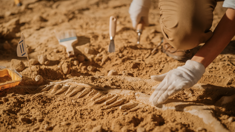 What Is Paleontology, And What Does A Paleontologist Do?