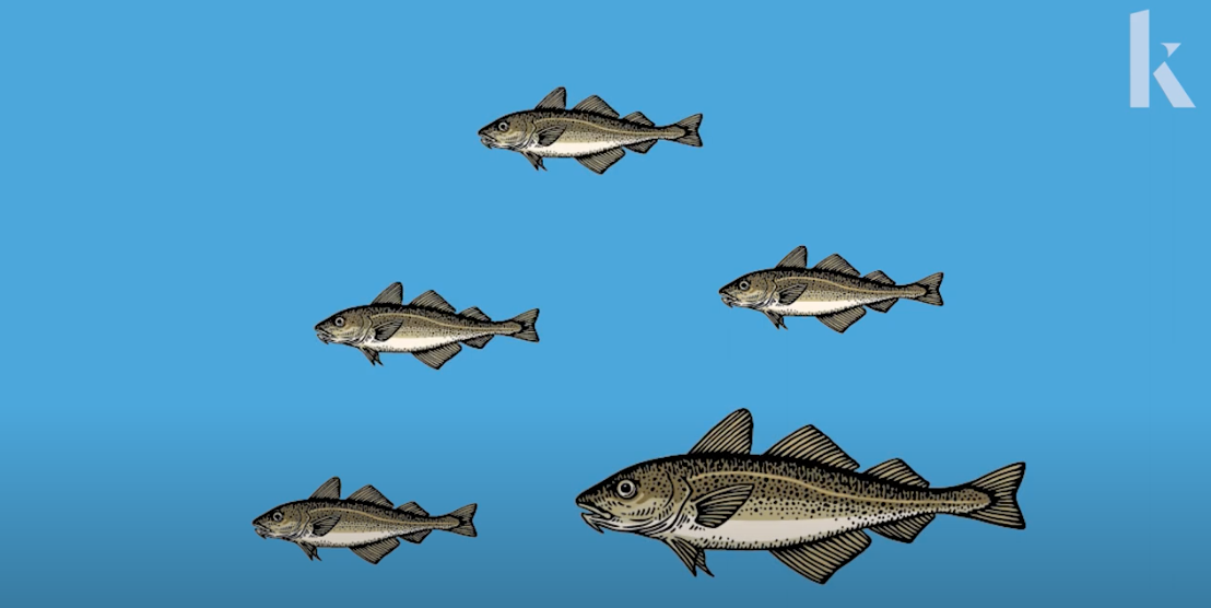 Watch Video: How the Fishing Industry Affects Fish Evolution