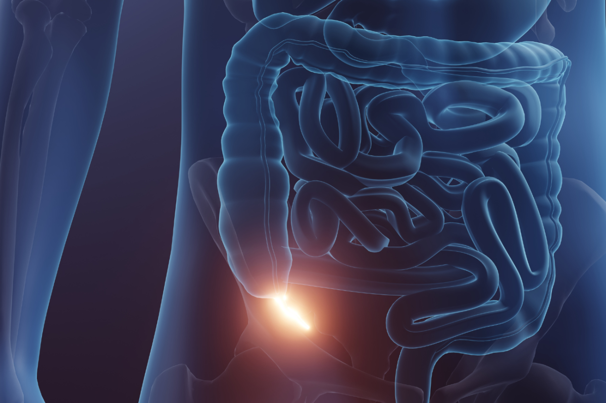 What Is the Function of the Appendix?