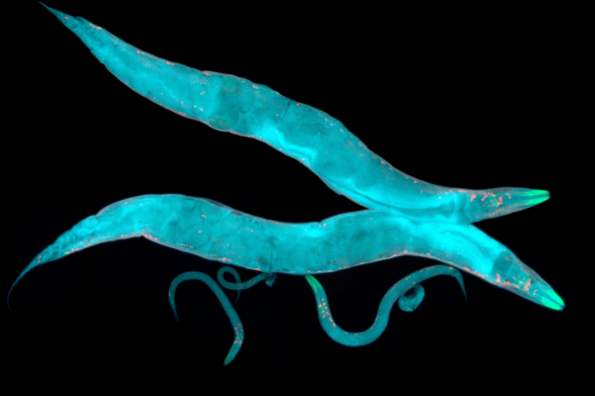 Tiny Worms Got Stoned for the Benefit of Science