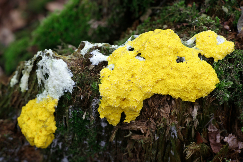 What Is Slime Mold?