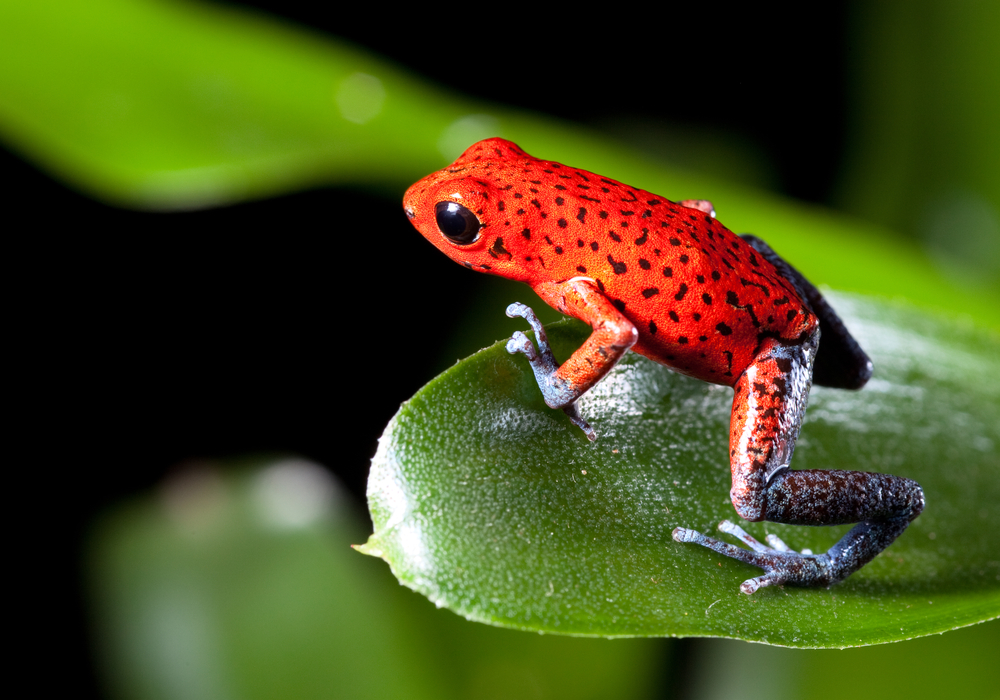 How Do Animals Evolve to Be So Colorful?