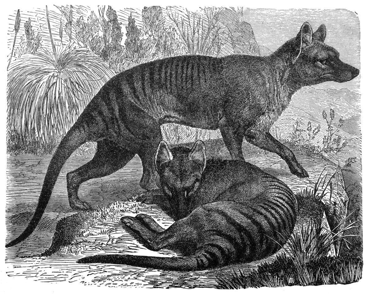 The Tasmanian Tiger May Have a “Small Chance” of Survival