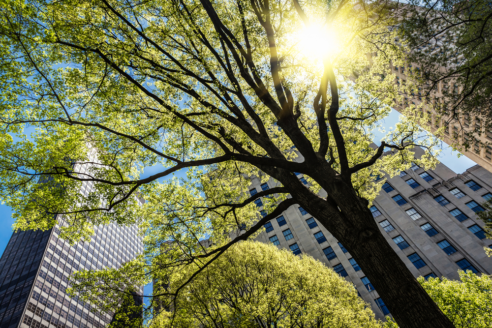 Cities Are Rethinking What Kinds of Trees They’re Planting