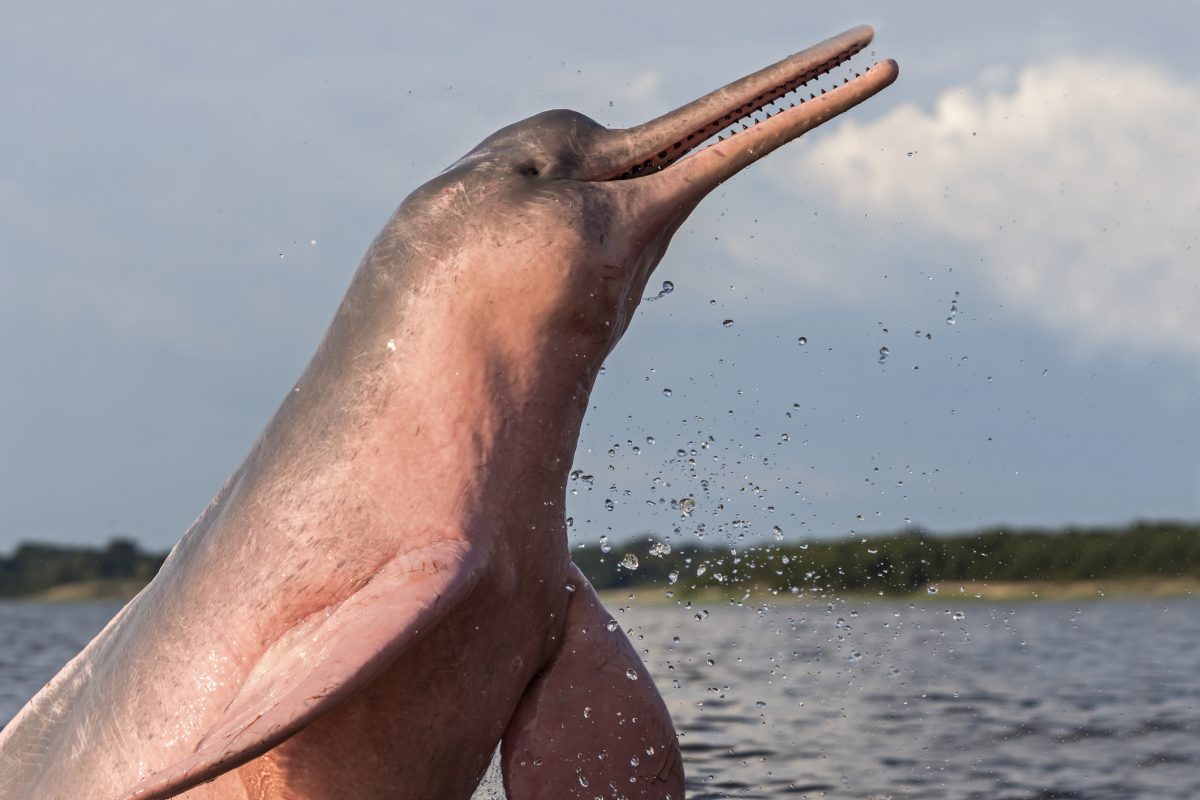 River Dolphins Are Truly Unique and Disappearing