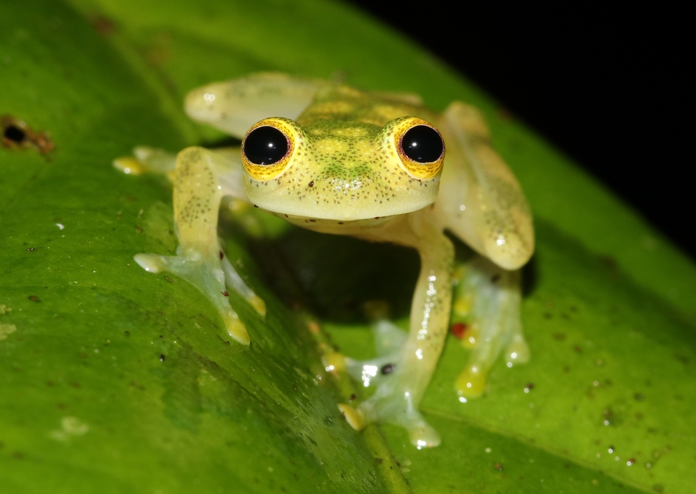 Meet 10 of the World’s Most Adorable Frogs