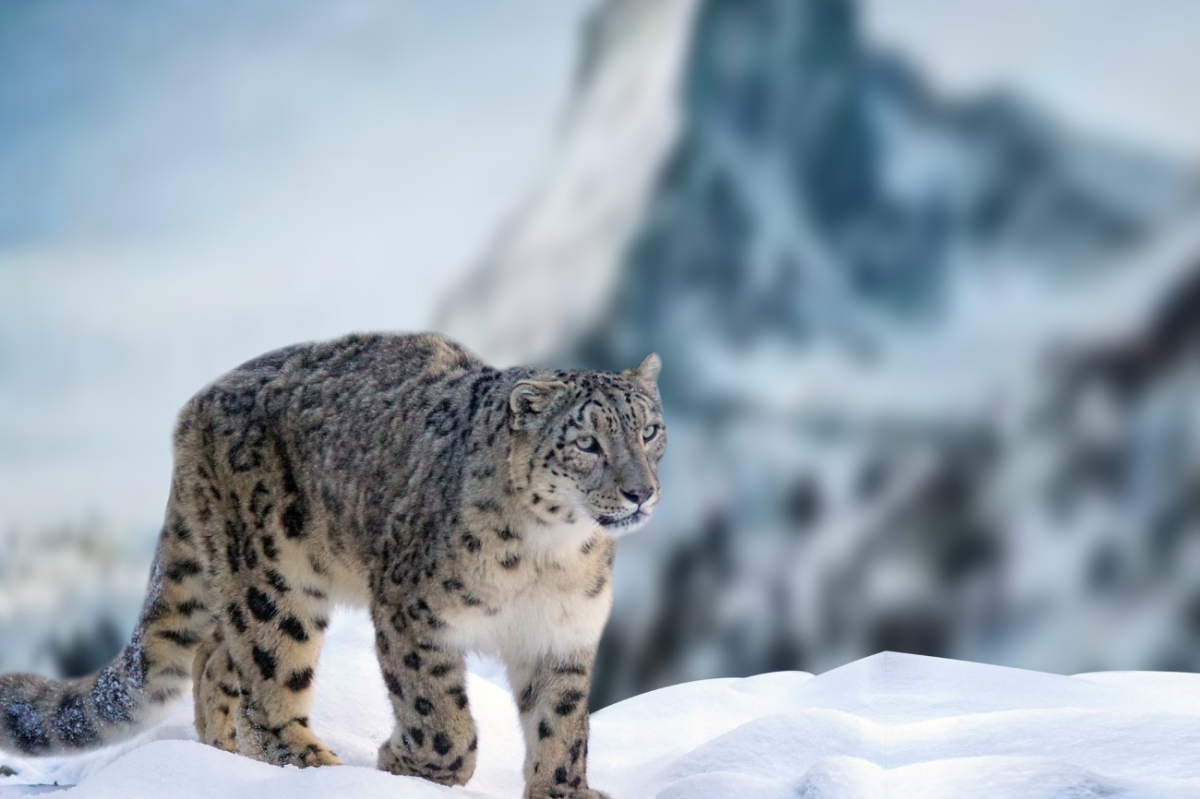Are Snow Leopards Endangered?