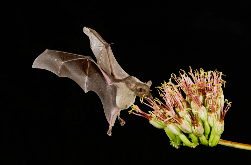 Protecting the Coolest Types of Bats in North America