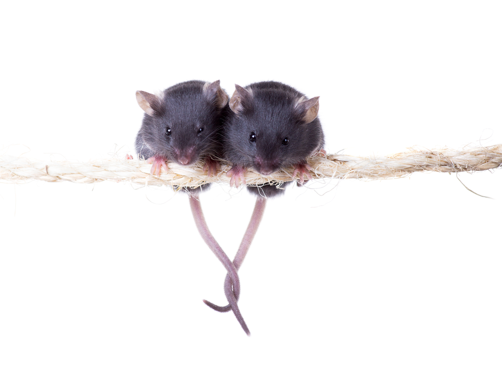 Scientists Deliver Mice Offspring From Two Dads