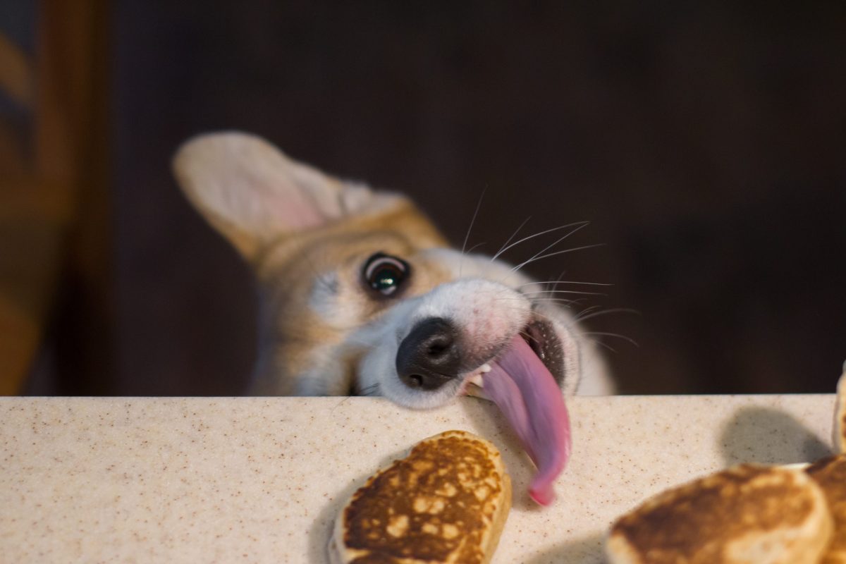 What Foods Are Healthy For Dogs and What Should They Avoid?