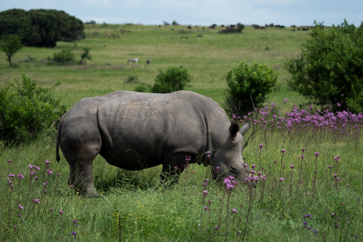 Can Conservationists Actually Save Rhinos by Dehorning Them?