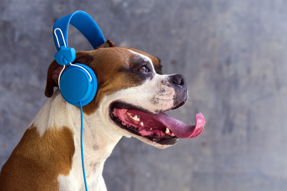 The Ways Animals React to Music May Surprise You