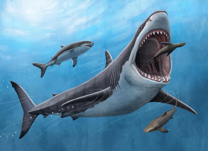 The Massive Megalodon Shark Was No Cold-Blood Killer