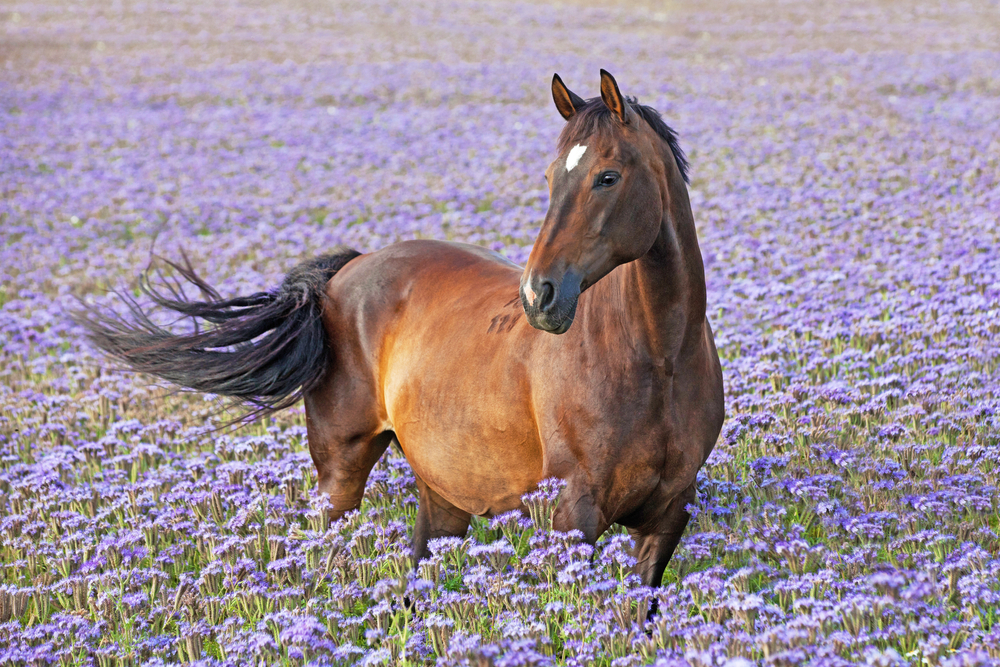How Long Do Horses Live? And Other Fun Facts