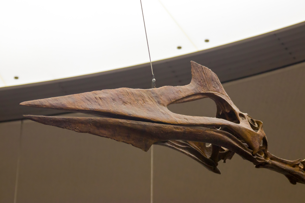 How Big Was Quetzalcoatlus and Other Giant Pterosaurs?