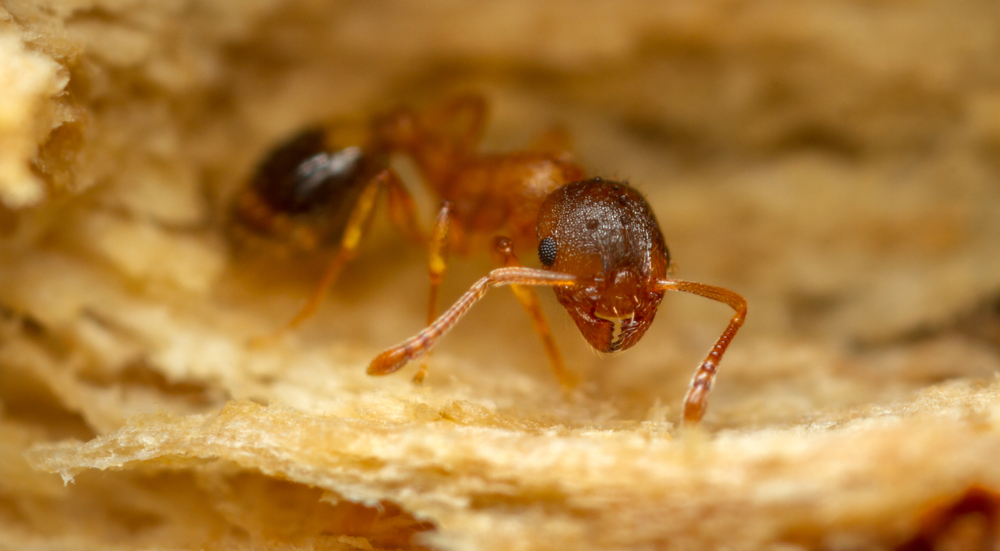 Thanks to a Tapeworm Parasite, European Ants Live Long, Cushy Lives