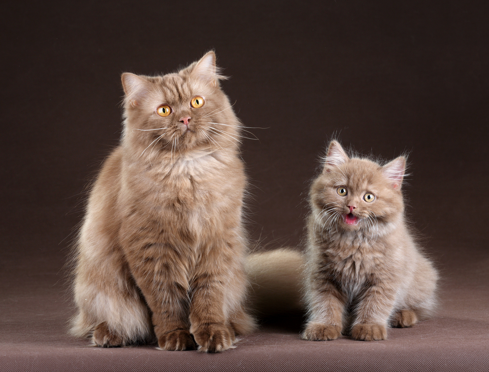 Cat Lifespan Demystified: How Long Do Cats Live?