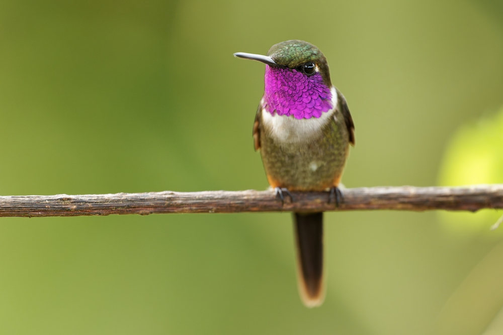 Hummingbirds: The Smallest Birds in the World