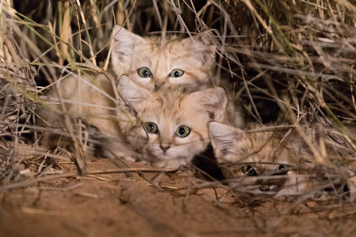 The Saharan Sand Cat: A Tiny Feline Capable of Great Feats