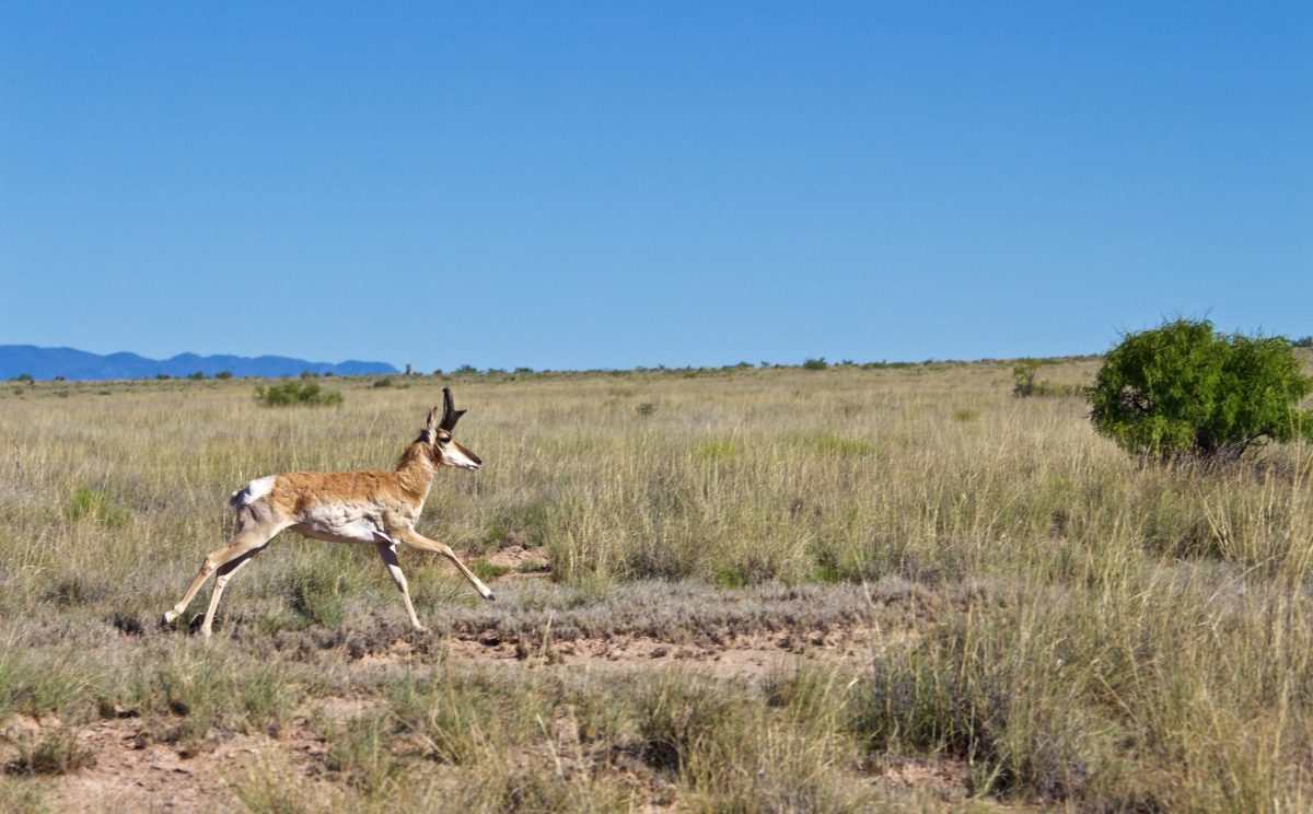 Evolution of Speed: How Has the Clever Pronghorn Outlived The American Cheetah?