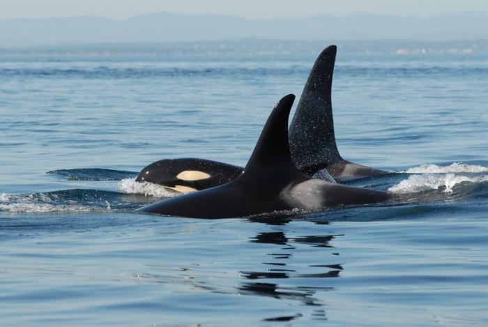 Killer Whale Matriarchs Are Wise, Generous and a Little Disturbing