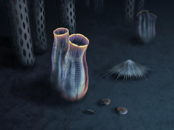 500-million-year-old Fossil Reveals Ancient Ancestor to Modern-Day Tunicates