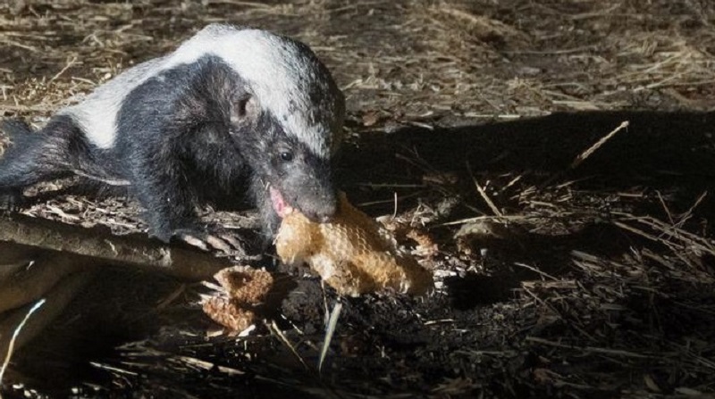 Why Birds Are Conspiring with Honey Badgers to Steal Honey