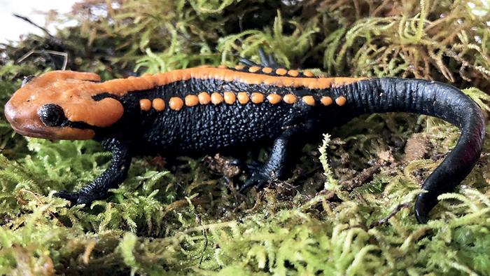 Discovered Crocodile Newt Looks Like a Vibrant Jack-O-Lantern