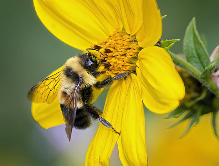 What’s Causing the Cute Rusty-Patch Bumble Bee to Go Extinct?