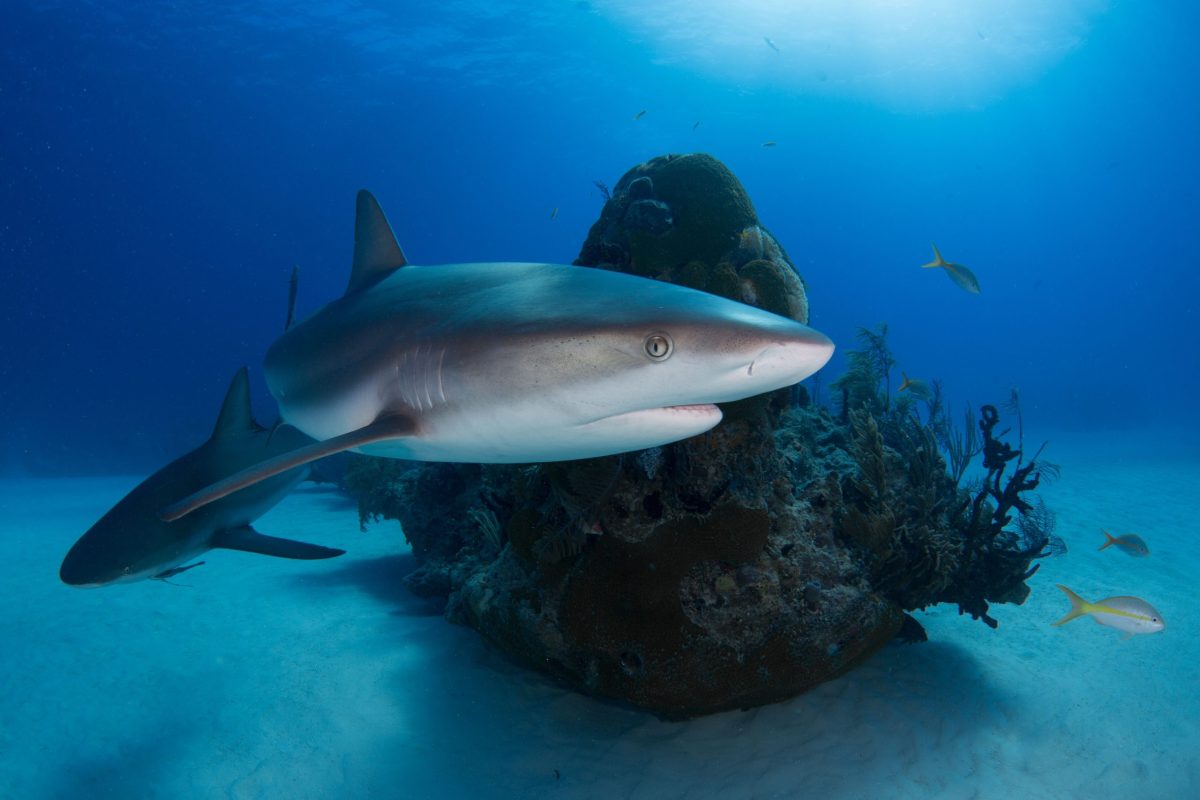 How Citizen Scientists Are Helping Sharks Around the World