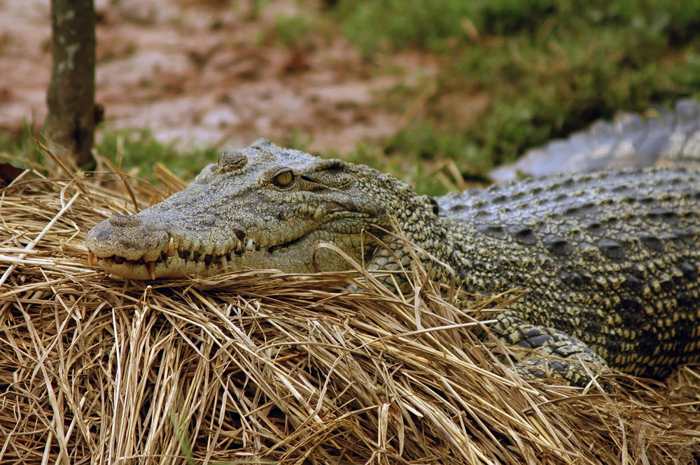 Isolated Female Crocodile Gives Birth Without Mating: How Is This Possible?