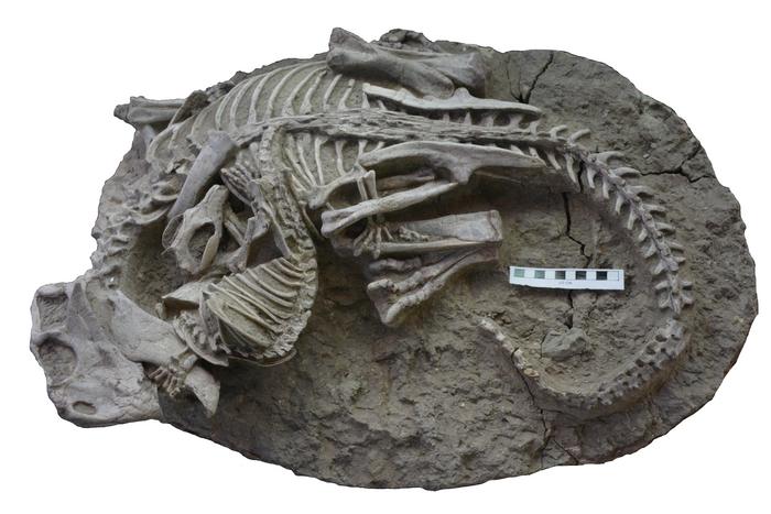Ferocious, Badger-Like Animal Once Attacked and Killed Dinosaurs