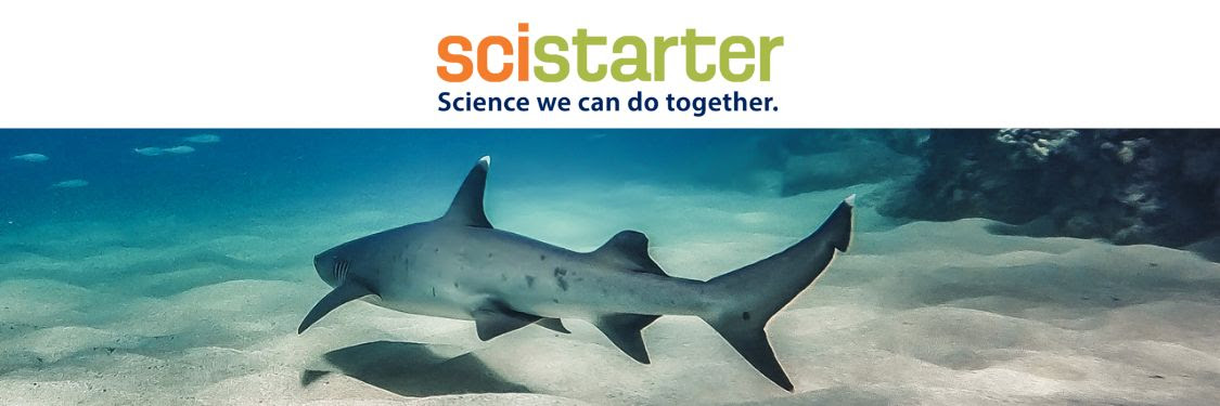 Prepare for Shark Week with these five projects that help shark science!