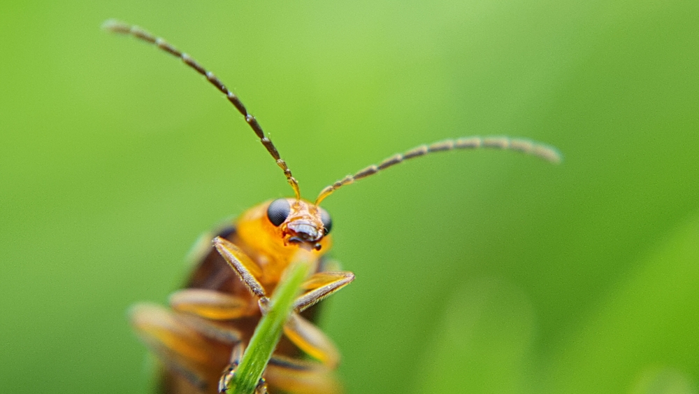 What Happens If a Tiny Insect Goes Extinct? Should We Even Care?