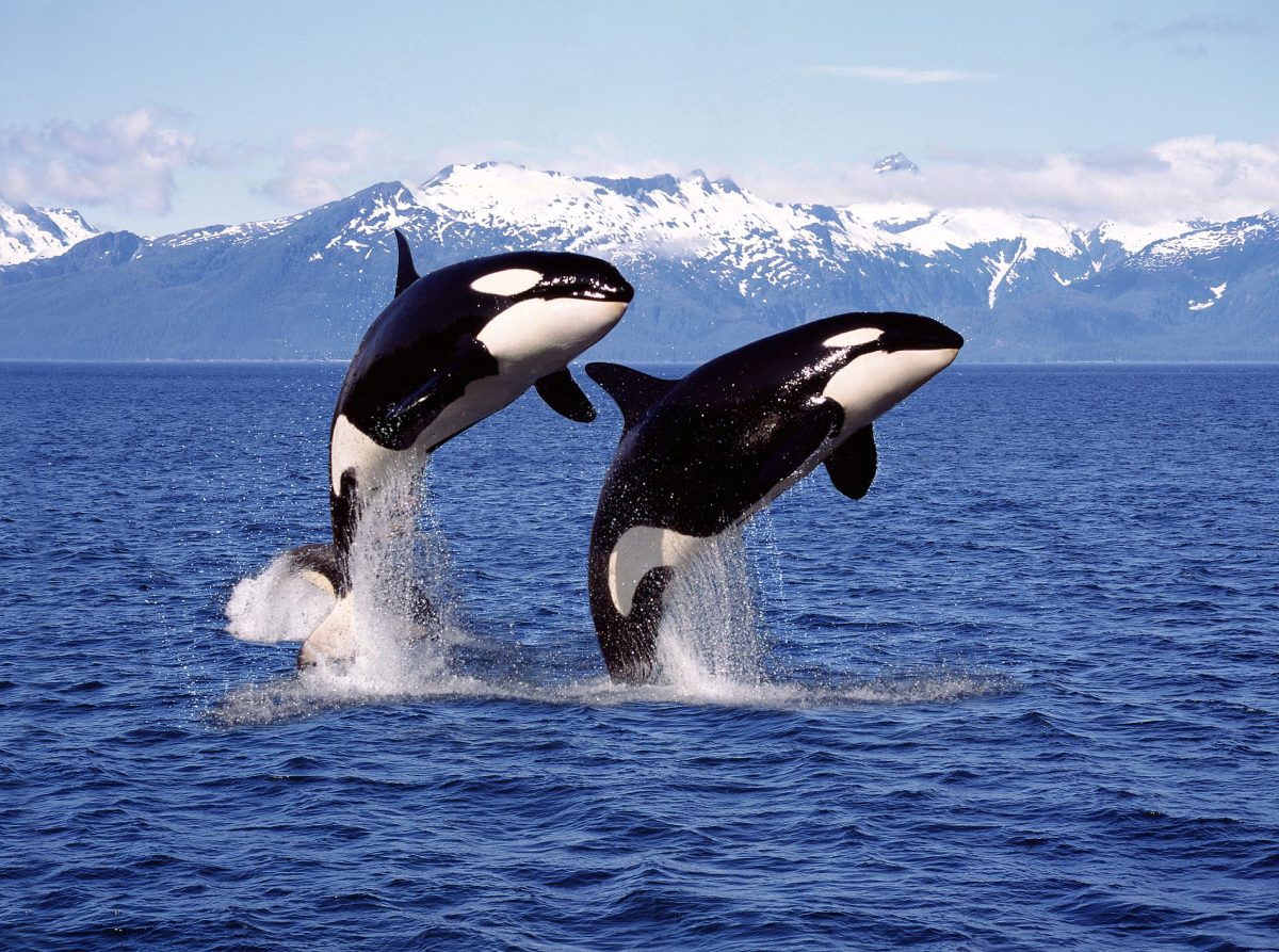 Skin Lesions Spotted on Killer Whales: What Could They Mean?