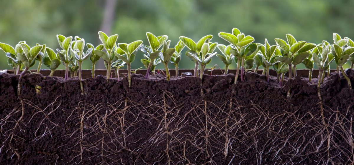 How Researchers Gain Insight into Creating Drought-Resistant Crops