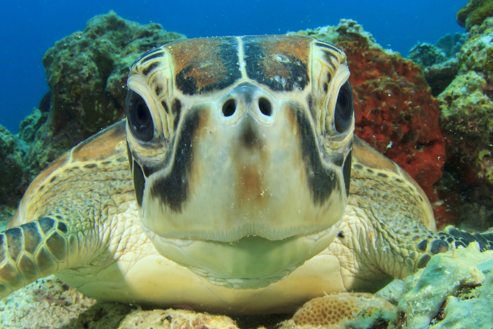 Why Are Sea Turtles Endangered and How Can We Save Them?