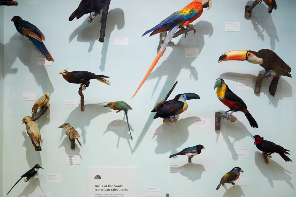 How Are Museum Specimens Collected And Is There a More Ethical Way?