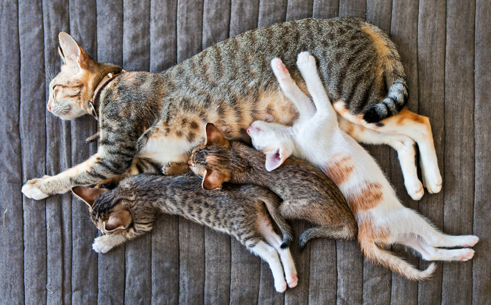 Cat Gestation: How Long Are Cats Pregnant Before Giving Birth?